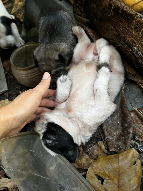 Datuk Puppies  - Mixed Breed Dog