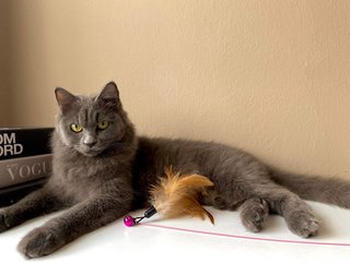 Ciktam &amp; Bok - Persian + Domestic Long Hair Cat