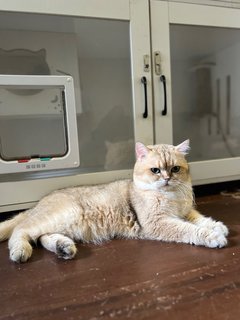 Wilson - British Shorthair Cat