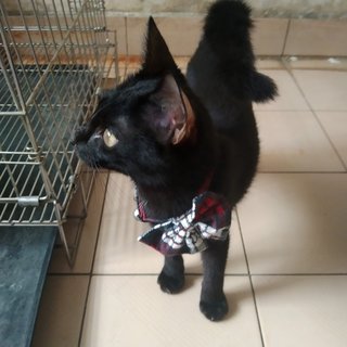 Shaq - Domestic Short Hair Cat
