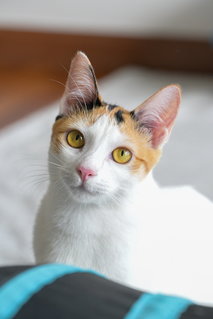 Avery - Domestic Short Hair Cat