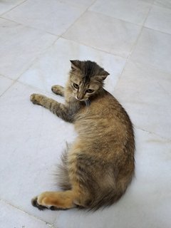 PF126775 - Domestic Medium Hair Cat