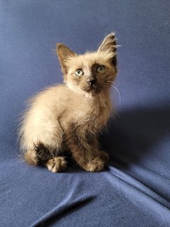 Burn - Domestic Short Hair Cat