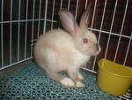 Bunny - Bunny Rabbit Rabbit