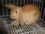 Funny - Holland Lop Rabbit