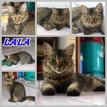 Kiki - Lala - Lili - Lulu - Domestic Medium Hair + Domestic Short Hair Cat