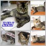 Kiki - Lala - Lili - Lulu - Domestic Medium Hair + Domestic Short Hair Cat