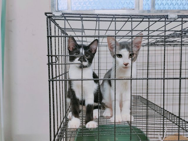 Cai Pao &amp; Rou Pao - Domestic Short Hair Cat
