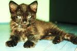 Coco - Siamese + Domestic Medium Hair Cat