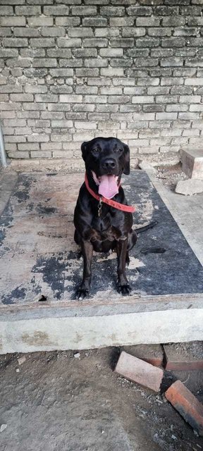 Duchess - Extra Large Dog - Rhodesian Ridgeback + Great Dane Dog