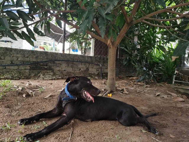 Duchess - Extra Large Dog - Rhodesian Ridgeback + Great Dane Dog