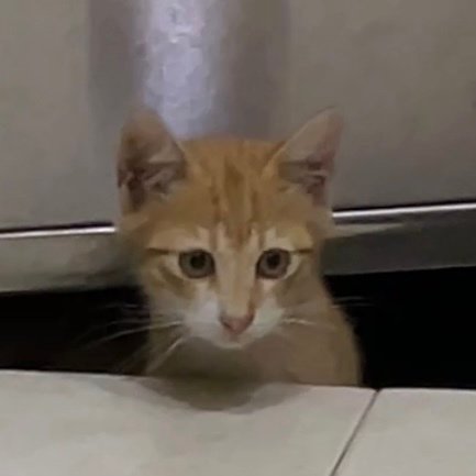 Mini Reo And Mini Oyen - Domestic Short Hair Cat