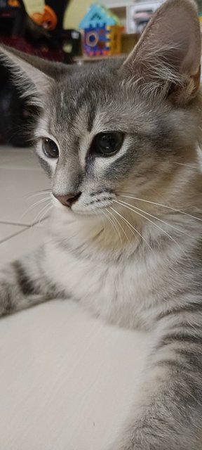 Boboluna - Domestic Long Hair Cat