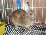 Minnie - Netherland Dwarf Rabbit