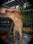 Soft Golden Fur.. Spirited Eyes  - Mixed Breed Dog