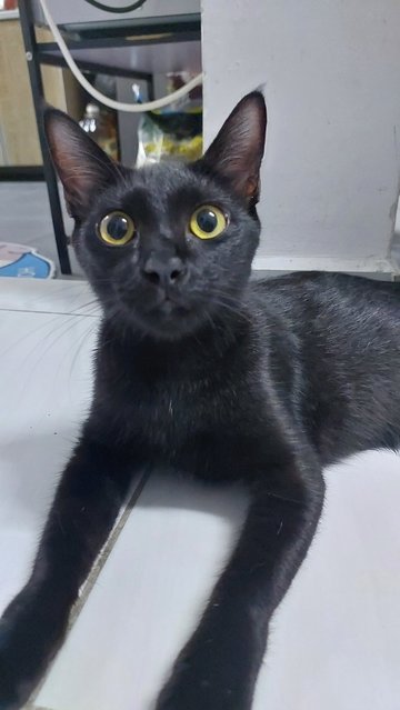 Sally - Domestic Short Hair Cat