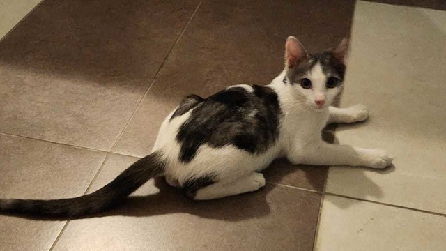 Rumpus - Domestic Short Hair Cat