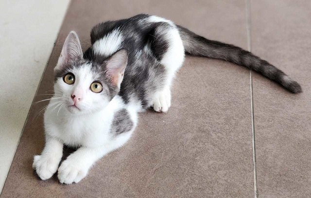 Rumpus - Domestic Short Hair Cat