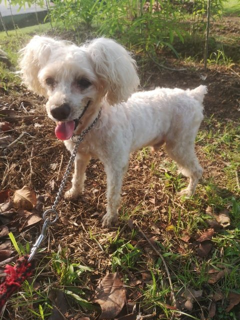 Lucky Boy  - Poodle Dog