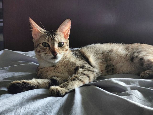 Meowey - Tabby + Domestic Short Hair Cat