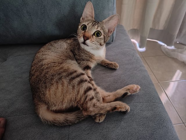 Meowey - Tabby + Domestic Short Hair Cat