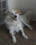 Freckles - Spitz + Labrador Retriever Dog