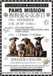 Wan Wan - Jack Russell Terrier Mix Dog