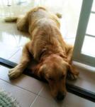 Kimmy - Golden Retriever Dog