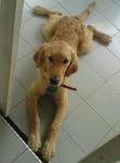 Kimmy - Golden Retriever Dog