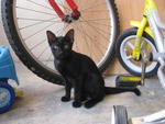 Black Kitten (Female)