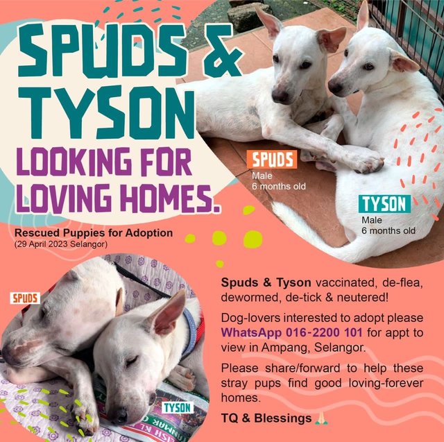 Tyson &amp; Spuds - Mixed Breed Dog