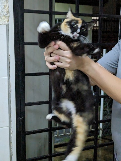 Calico - Domestic Medium Hair Cat