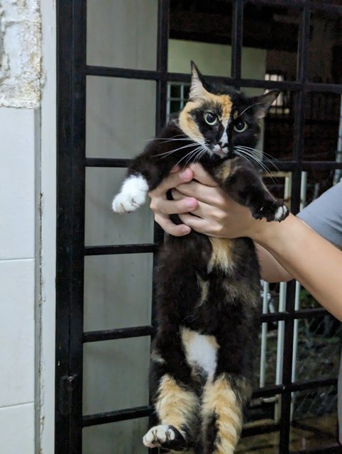 Calico - Domestic Medium Hair Cat