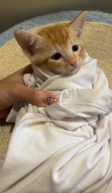 Caramel  - Domestic Short Hair Cat