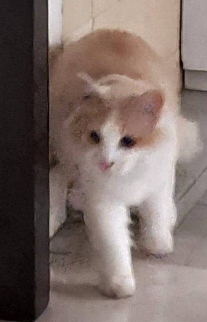 Pumpkin - Domestic Medium Hair Cat