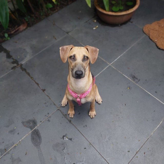 Chloe - Coonhound Mix Dog