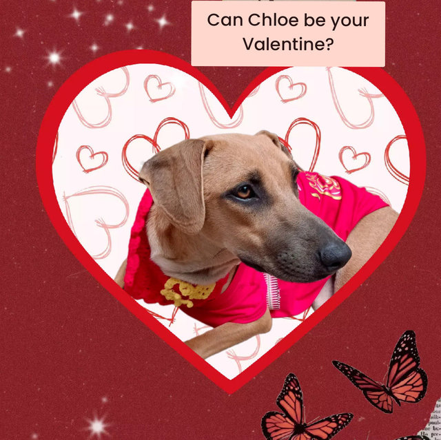 Chloe - Coonhound Mix Dog