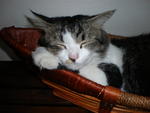 In his favourite basket...which supposed to be a fruit basket...haha