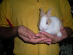 PF13149 - Netherland Dwarf + Bunny Rabbit Rabbit