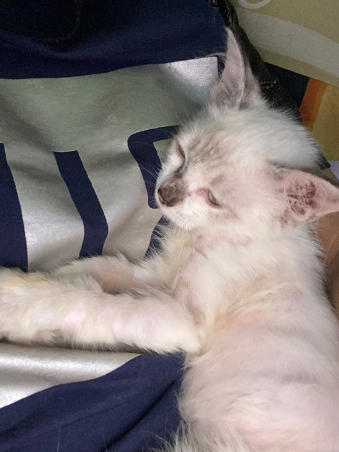Miimo - Siamese + Domestic Long Hair Cat