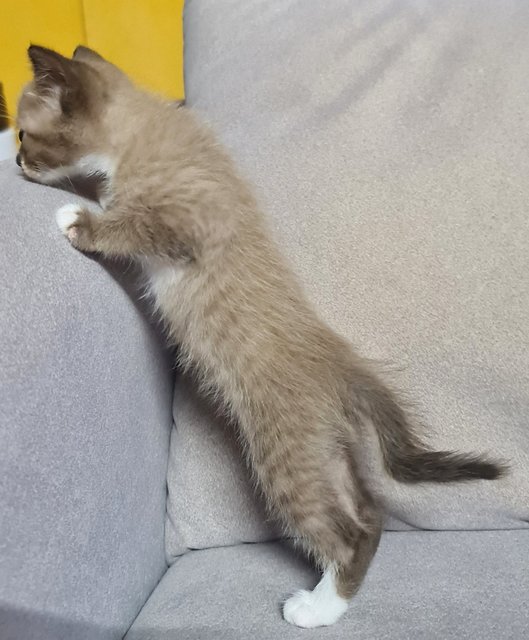 Twinkle - Snowshoe + Siamese Cat