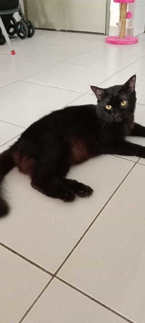 Kai And Black - Domestic Short Hair + Domestic Long Hair Cat