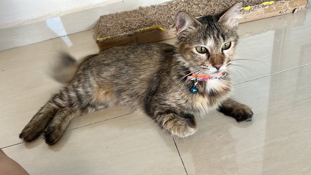 Carrie  - Domestic Medium Hair Cat