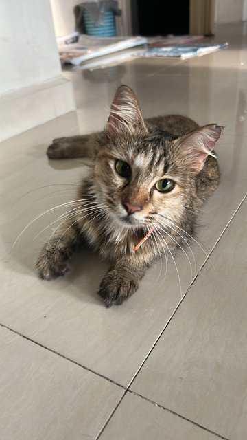 Carrie  - Domestic Medium Hair Cat