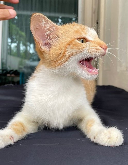 Bomba Oyen - Domestic Short Hair Cat