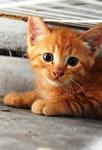 3 Kittens Needs Urgent Home - Domestic Short Hair Cat