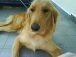 Golden Retriever - Retriever Dog