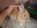 PF13247 - Angora Rabbit + Bunny Rabbit Rabbit