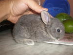 PF13249 - Netherland Dwarf + Bunny Rabbit Rabbit