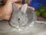 PF13249 - Netherland Dwarf + Bunny Rabbit Rabbit